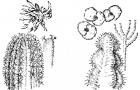 Разница между кактусами и суккулентами В чем разница, отличие между американскими кактусами и другими суккулентами в выращивании и уходе